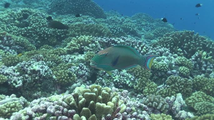 鹦鹉鱼，珊瑚礁上的鹦鹉鱼