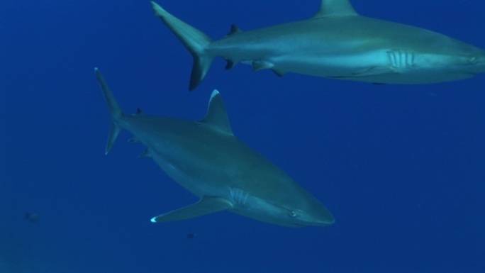 两条银鳍鲨（银鳍鲨），在海里游泳。