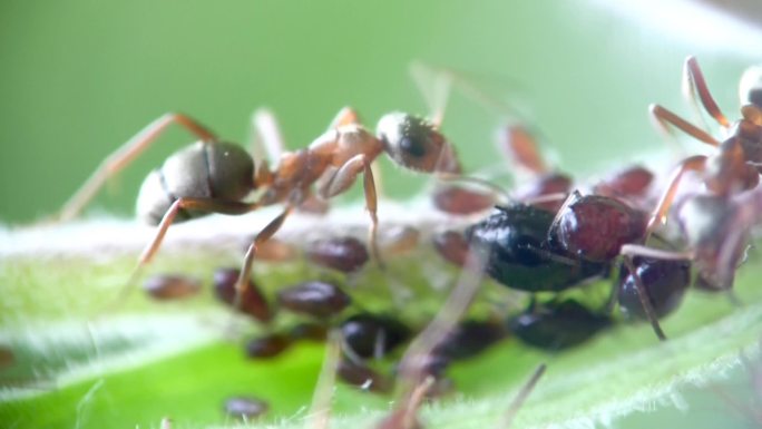 蚂蚁和蚜虫靠近了。