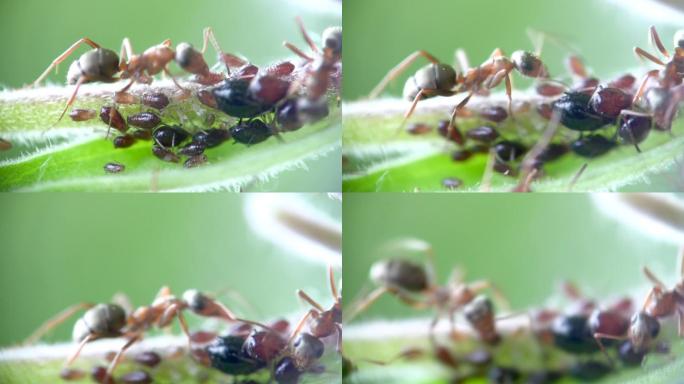 蚂蚁和蚜虫靠近了。