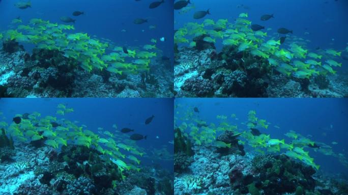 蓝条纹鲷、蓝条纹鲷、珊瑚礁。
