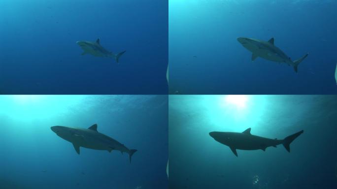 银鳍鲨，在海里游泳。来自太阳的光。