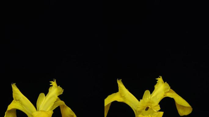 黄色鸢尾花开花延时素材竖画幅