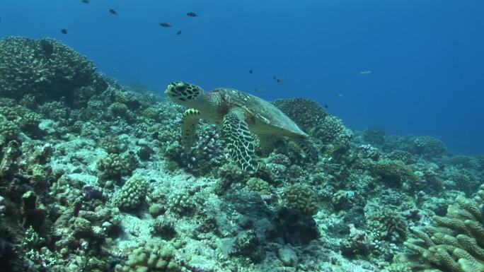 玳瑁海龟，珊瑚礁。