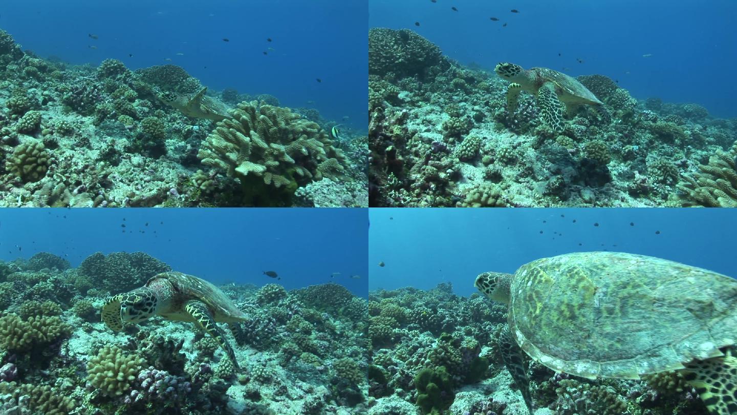 玳瑁海龟，珊瑚礁。
