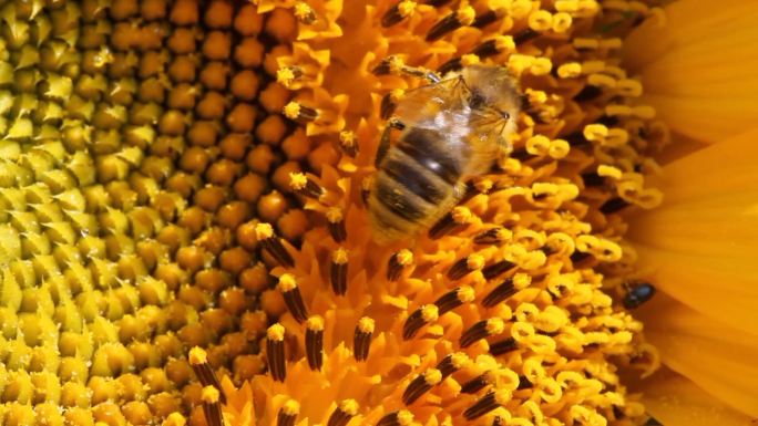 蜜蜂处于花的最佳从属地位。