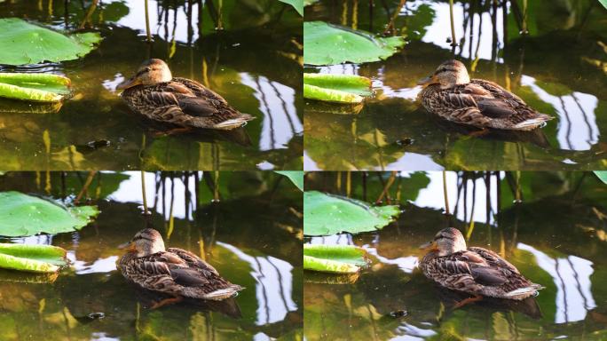 野鸭在水面休息梳理羽毛