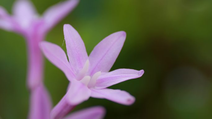 4K绿植特写空镜