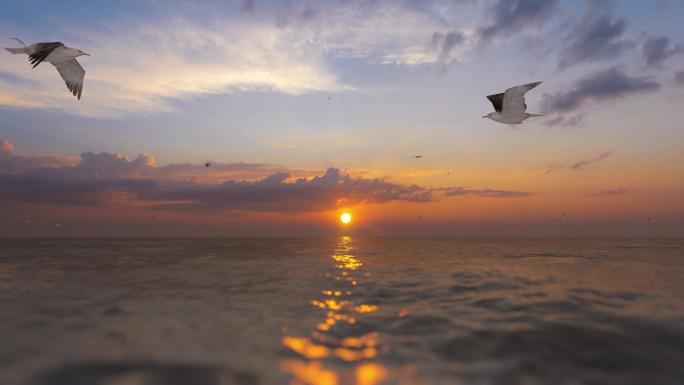 海鸥迎着太阳飞翔飞行素材