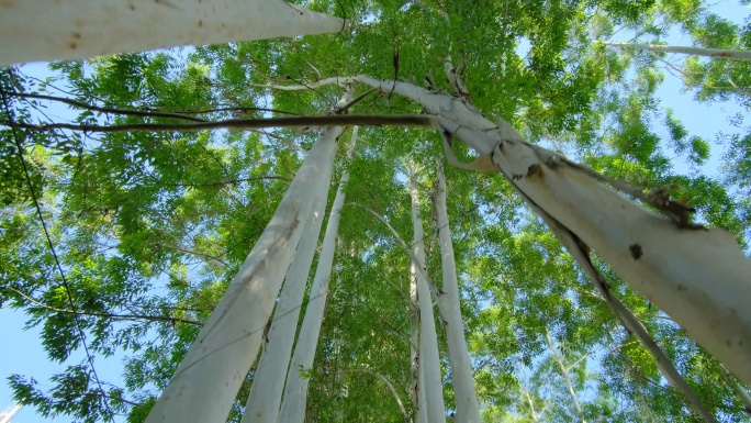 校园夏天阳光树荫树林森林桉树林仰拍仰视