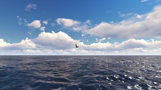 海鸥海鸟飞行多镜头组合素材