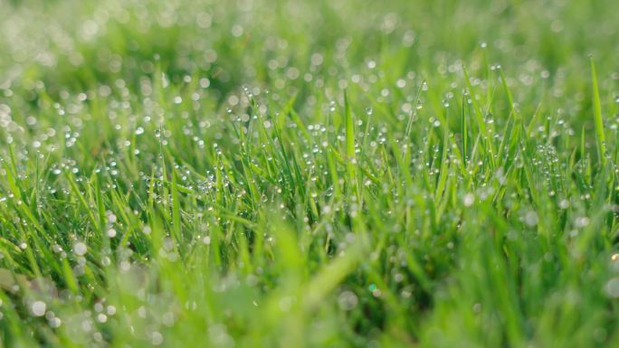 4k逆光草地露水露珠水珠唯美空境唯美草地