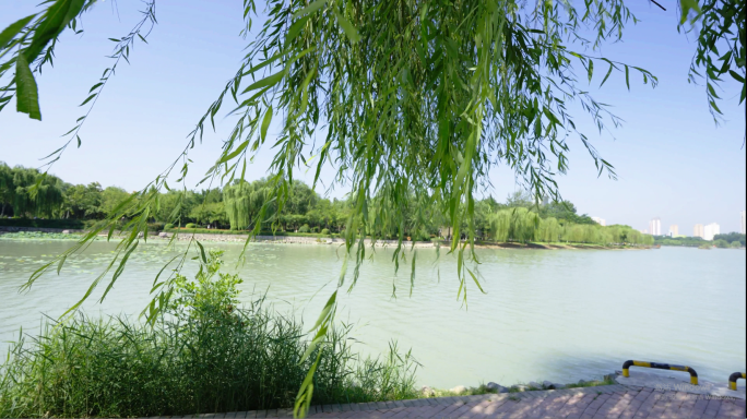 夏日湖边微风吹动的花草树叶