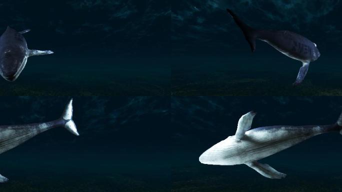 宽屏鲸鱼裸眼3D鲸鱼 C4D工程