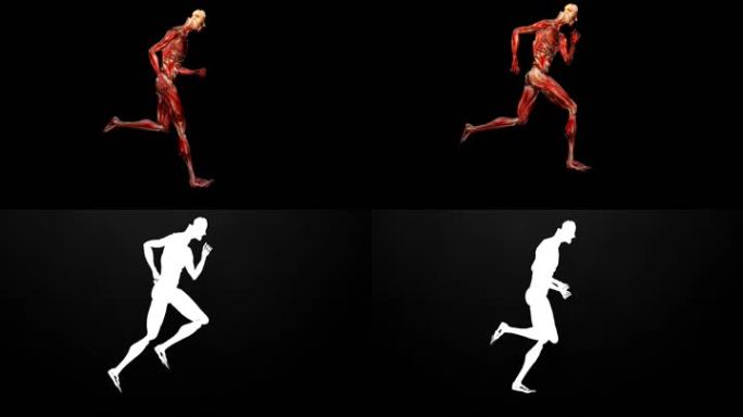 肌肉组织跑步