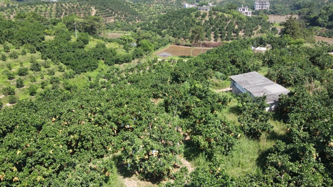 数千亩沙田柚种植园区中平村古济村