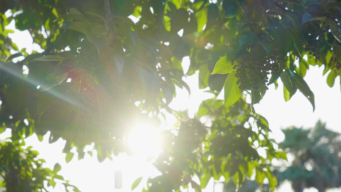阳光明媚-树叶空镜头4k