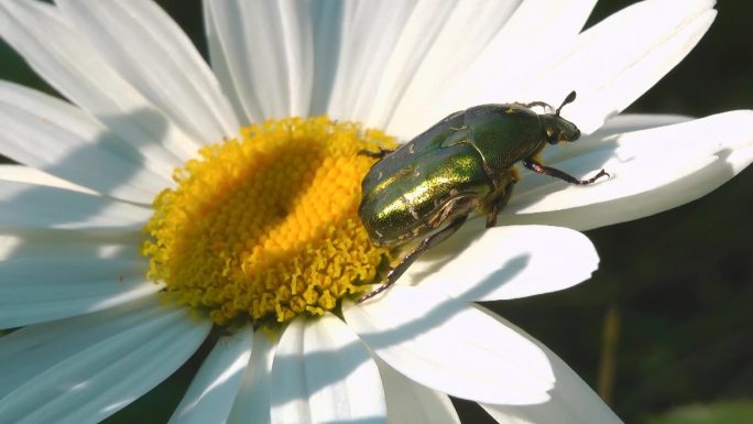坐在花上的甲虫