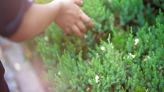 抚摸植物