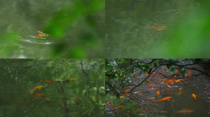 江南园林绿植鱼池红鱼唯美空镜