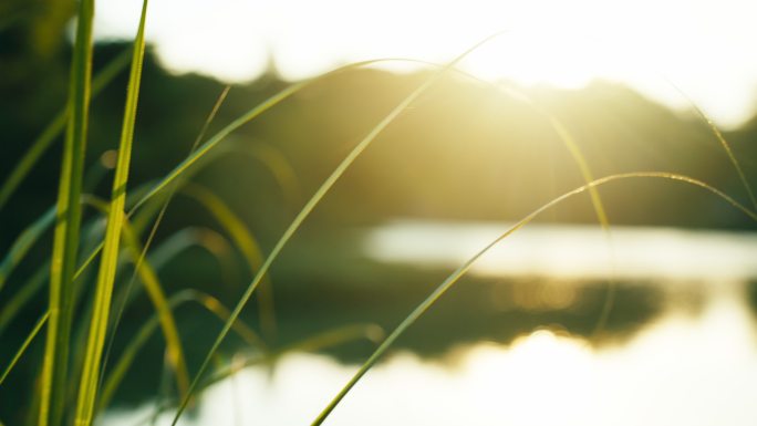 夕阳绿草湖边绿草