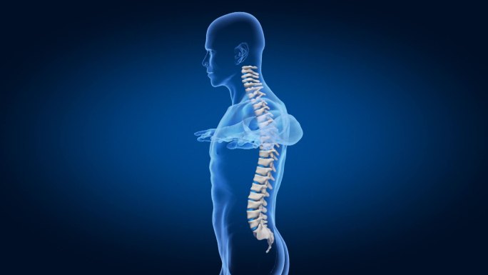 解剖身体诊断健康人体循环医疗器官扫描骨骼透明X射线检测监测脊柱旋转