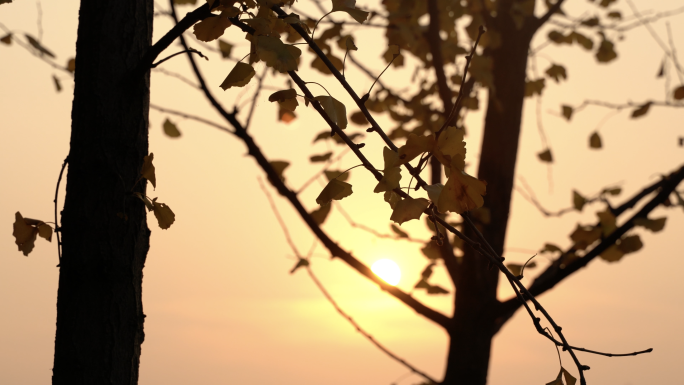 城市黄昏夕阳下银杏芦苇和桥合集