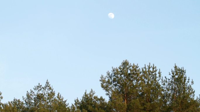 月亮背景下的松枝
