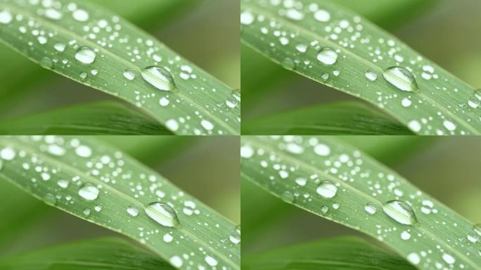 雨后初晴小草上的露珠清新初夏