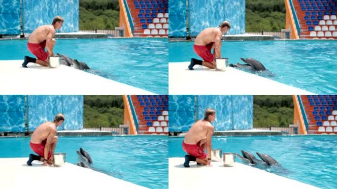 一些海豚的进食时间