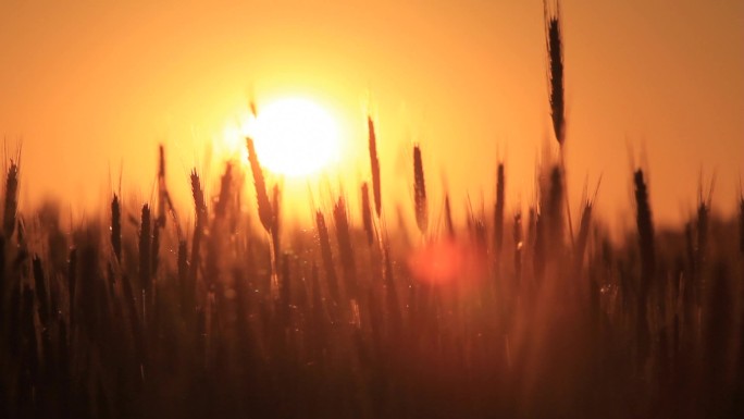 黎明的小麦。使用电动滑块进行高清拍摄。