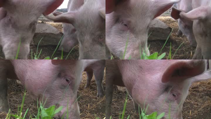 猪在谷仓里寻找食物，同时喃喃自语和咕噜着。