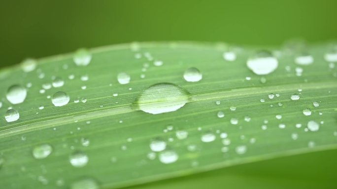 雨后小草植物上的水珠