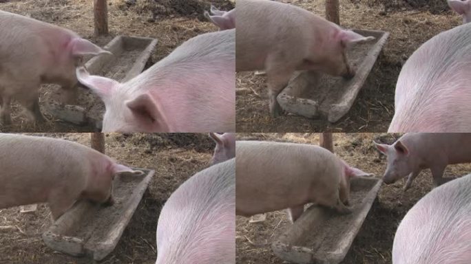照片中的猪在马厩里寻找食物，并发出轻微的吱吱声。