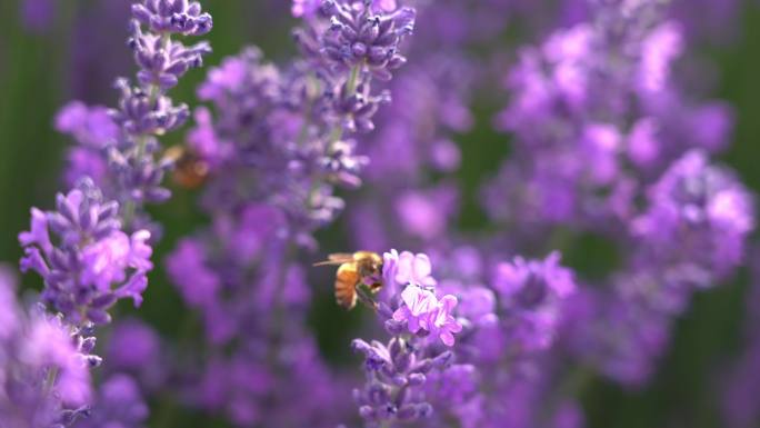 蜜蜂-采蜜--薰衣草香--4k原创
