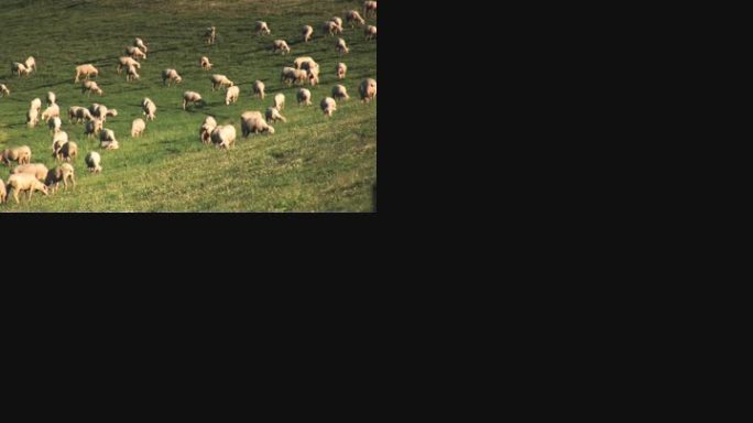 牧场上的羊群吃草