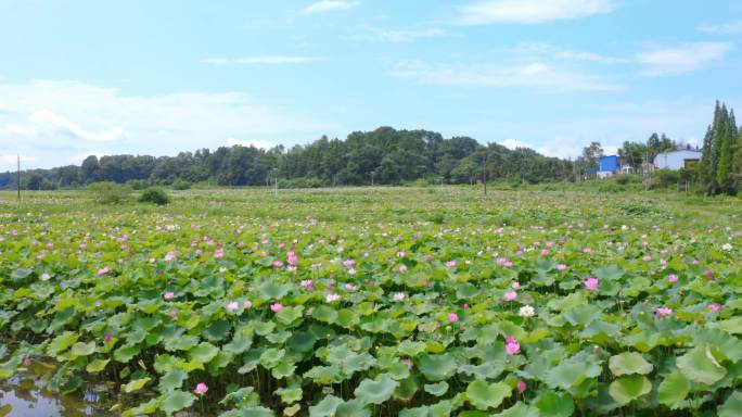 夏日绽放的荷花实拍