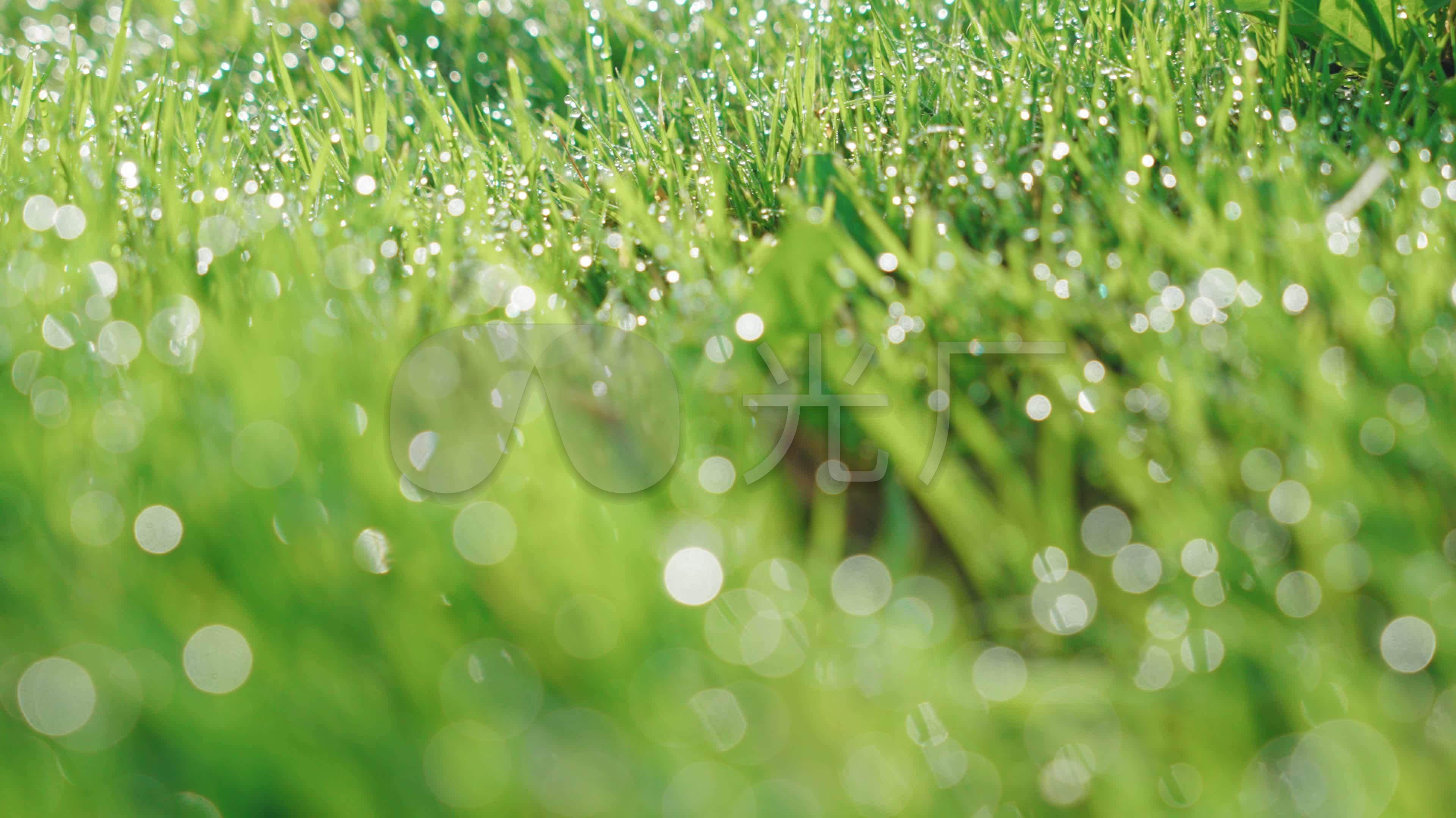高清晰带水珠的绿色嫩草壁纸-欧莱凯设计网