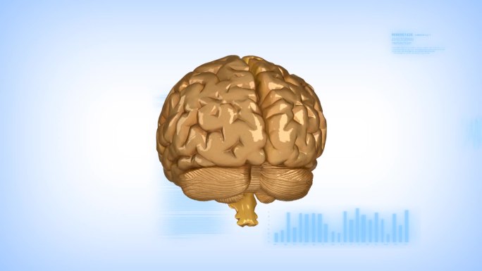 人脑的脑电图和循环中的阿尔法