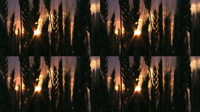 日落时麦田的剪影。