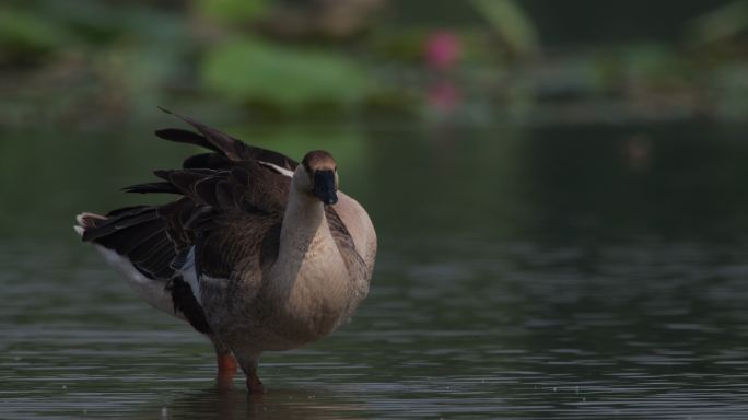 大鹅