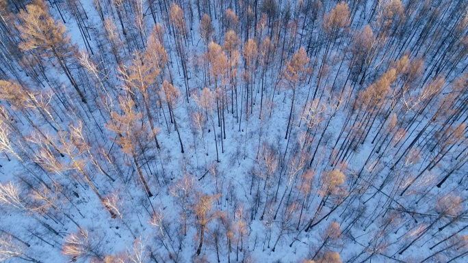 航拍大兴安岭雪原树林夕照