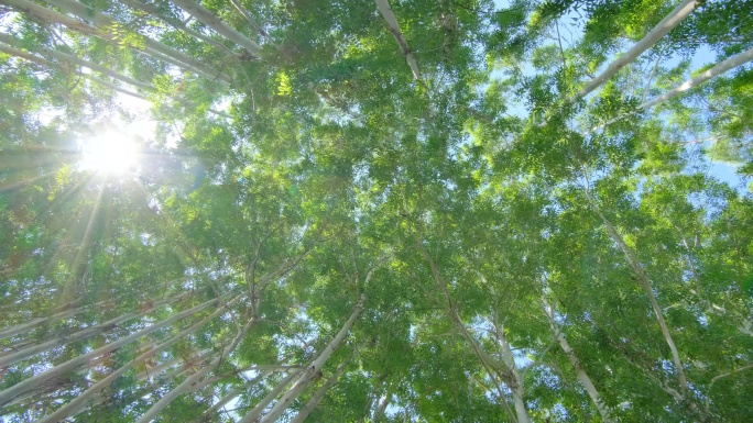 仰拍校园夏天阳光树荫树林森林桉树林