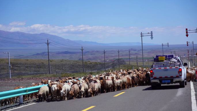羊群牛群（自驾新疆路上遇牛羊）