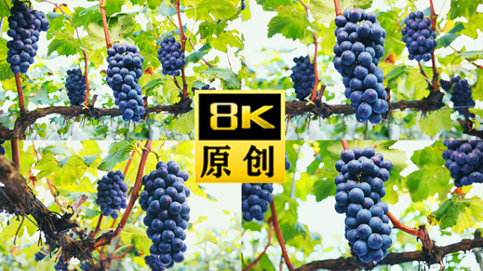 8K葡萄葡萄酒葡萄园红酒种植葡萄葡萄庄园