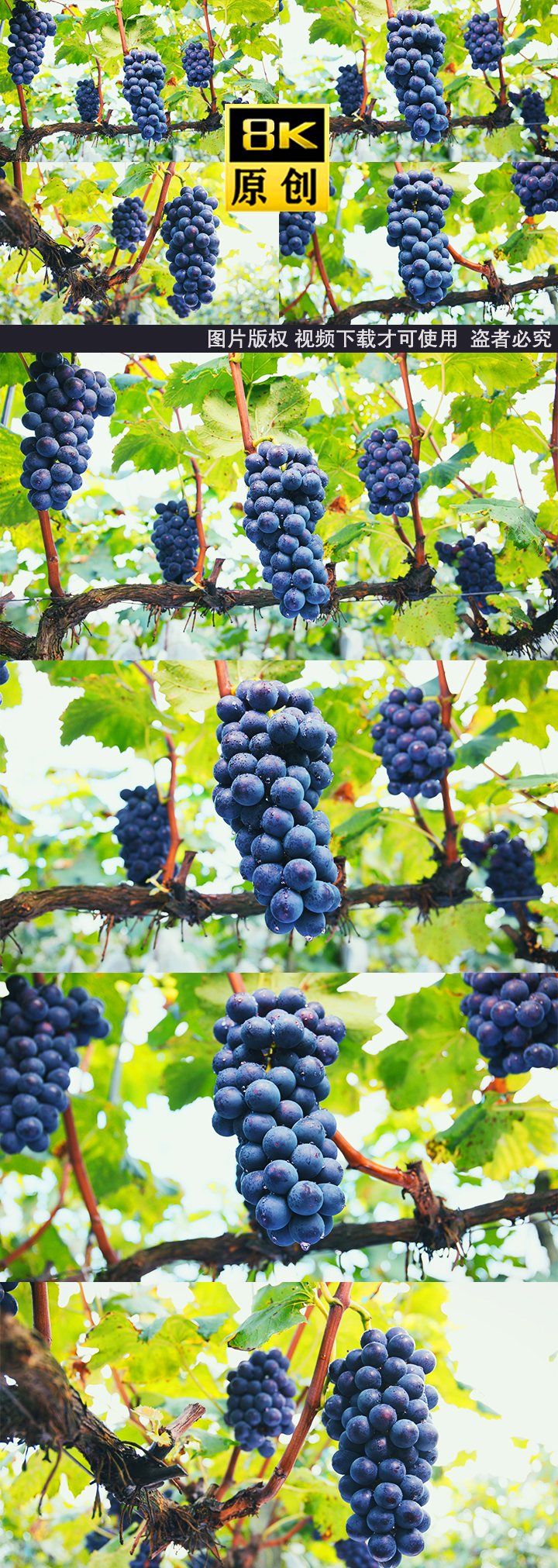 8K葡萄葡萄酒葡萄园红酒种植葡萄葡萄庄园