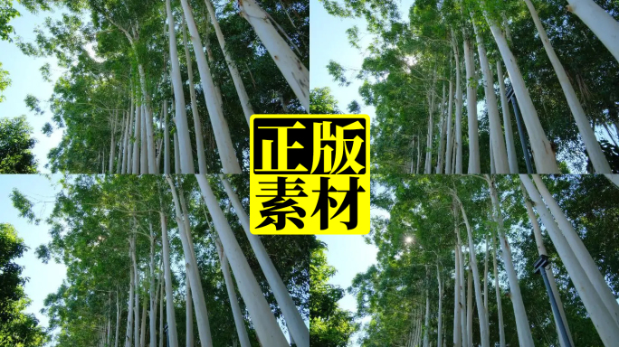 夏天阳光校园树荫树林森林桉树林速生桉