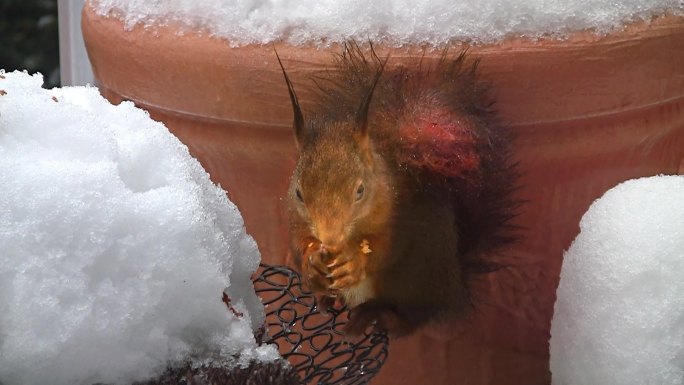 会是一只喃喃自语的松鼠吗？陈在冬天躲在花盆后面。