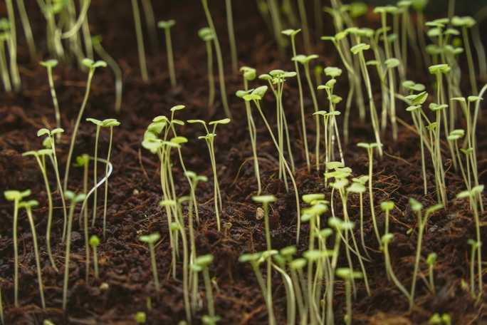 植物幼苗延时生长绿色薄荷盆栽培育绿叶