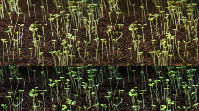 植物幼苗延时生长绿色薄荷盆栽培育绿叶